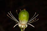 Largeleaf grass of Parnassus